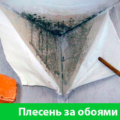 Удаление плесени в Горячим Ключе